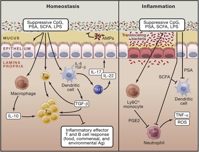Zdroj obrázku: Belkaid, Yasmine et al., 2014; Role of the Microbiota in Immunity and Inflammation. Cell.