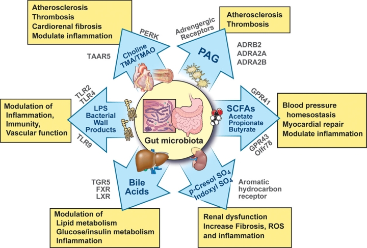 Zdroj obrázku: Lucas M. et al., 2020. Precision nutrition for obesity management: a gut microbiota-centered weight-loss approach. Nutrition.