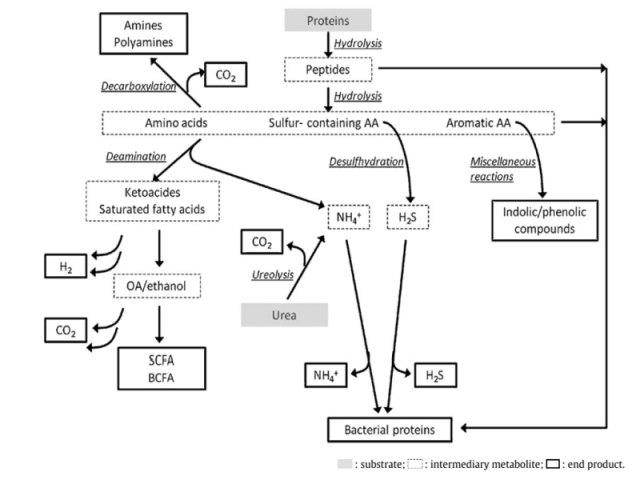 Upraveno podle Davila et al. (2012): Metabolismus proteinů v souvislosti se střevními bakteriemi